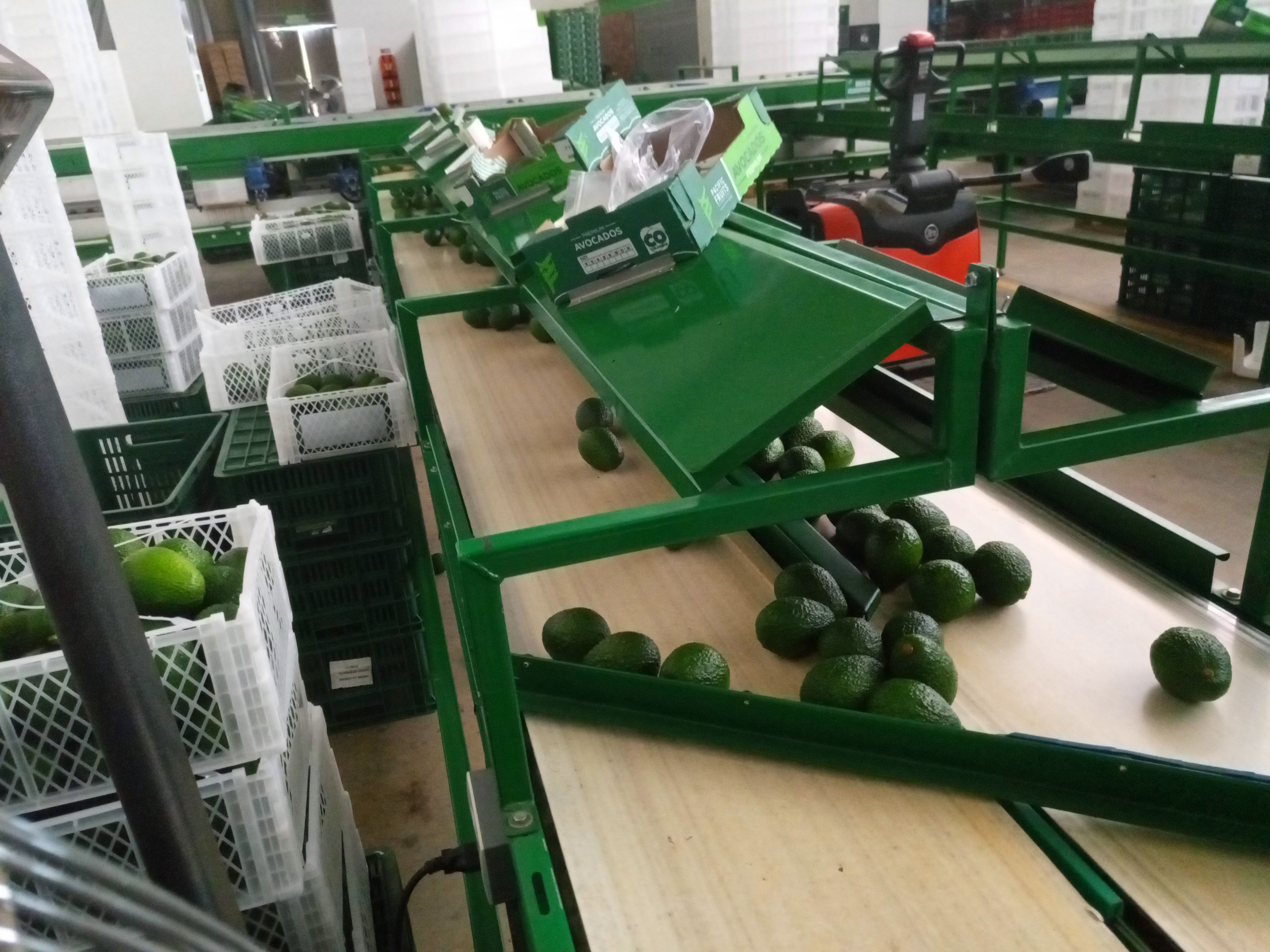 Fruta fresca Dorado División